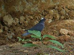 Columba albinucha