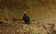 Columba albinucha