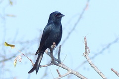 Dicrurus adsimilis fugax