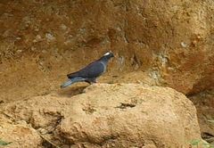 Columba albinucha
