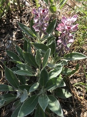 Lupinus villosus