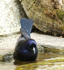 Molothrus bonariensis