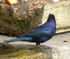 Molothrus bonariensis