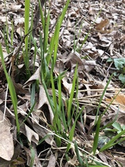 Oryzopsis asperifolia