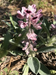 Lupinus villosus