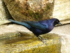 Molothrus bonariensis