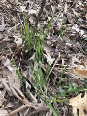 Oryzopsis asperifolia