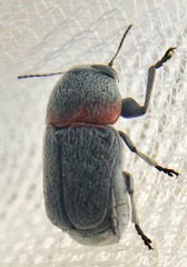 Pachybrachis thoracicus