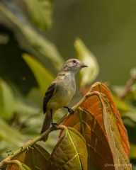 Nesotriccus incomtus