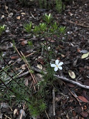 Leptosiphon floribundus