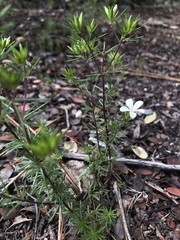 Leptosiphon floribundus
