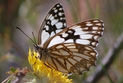 Melanargia occitanica