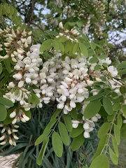 Robinia pseudoacacia