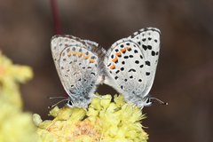 Euphilotes columbiae