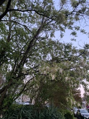 Robinia pseudoacacia