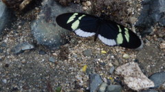Heliconius eleuchia eleuchia
