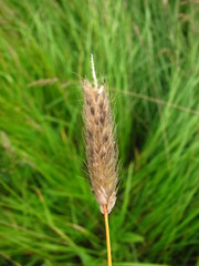 Alopecurus arundinaceus