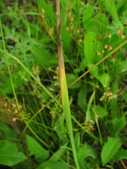 Alopecurus arundinaceus