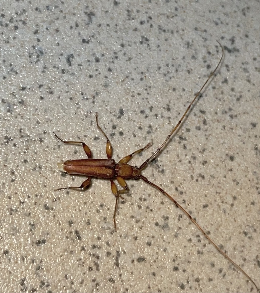 Pelossus sudrei