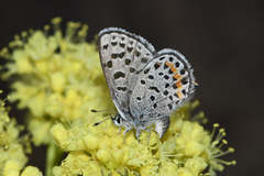 Euphilotes columbiae