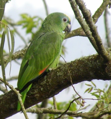 Amazona amazonica