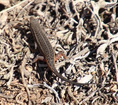 Trachylepis variegata