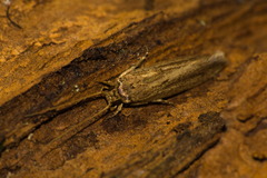 Tineidae