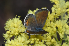 Euphilotes columbiae