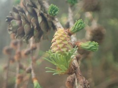Larix kaempferi