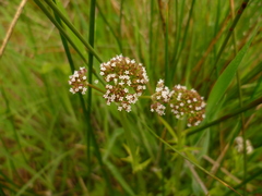 Valeriana dioica