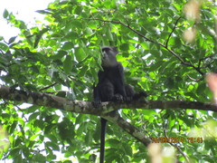 Cercopithecus nictitans