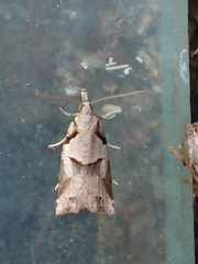 Harmologa amplexana