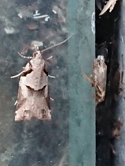 Harmologa amplexana