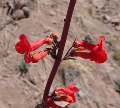 Penstemon superbus
