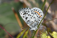 Euphilotes columbiae