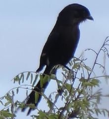 Dicrurus adsimilis fugax