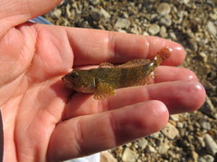 Cottus hypselurus