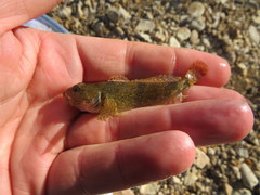 Cottus hypselurus