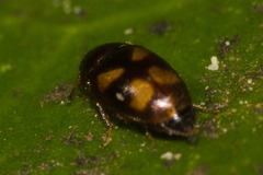 Mycetophagidae