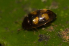 Mycetophagidae