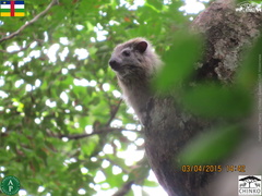 Dendrohyrax dorsalis
