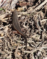 Trachylepis variegata