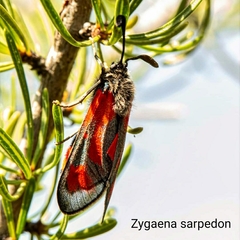 Zygaena sarpedon