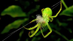 Araneus uniformis