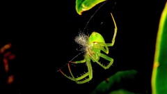 Araneus uniformis