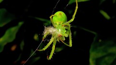 Araneus uniformis