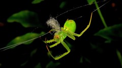 Araneus uniformis