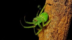 Araneus uniformis