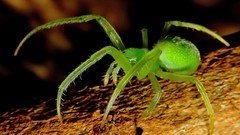 Araneus uniformis