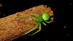 Araneus uniformis